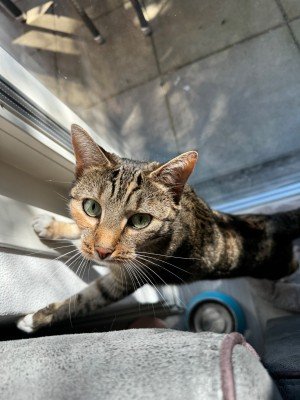 Nala