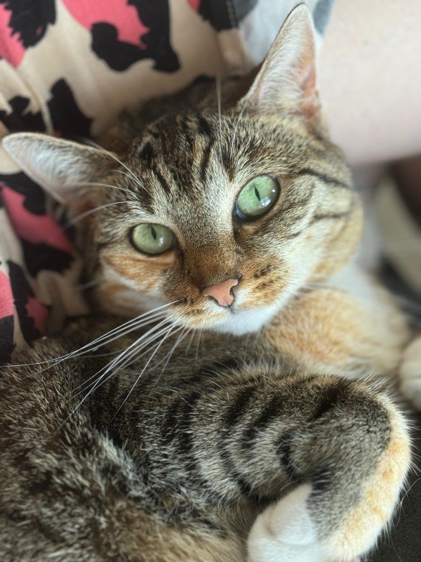Nala