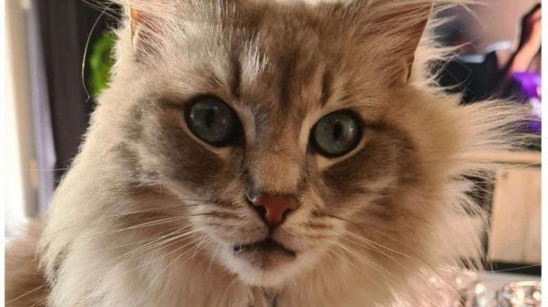 Bowie