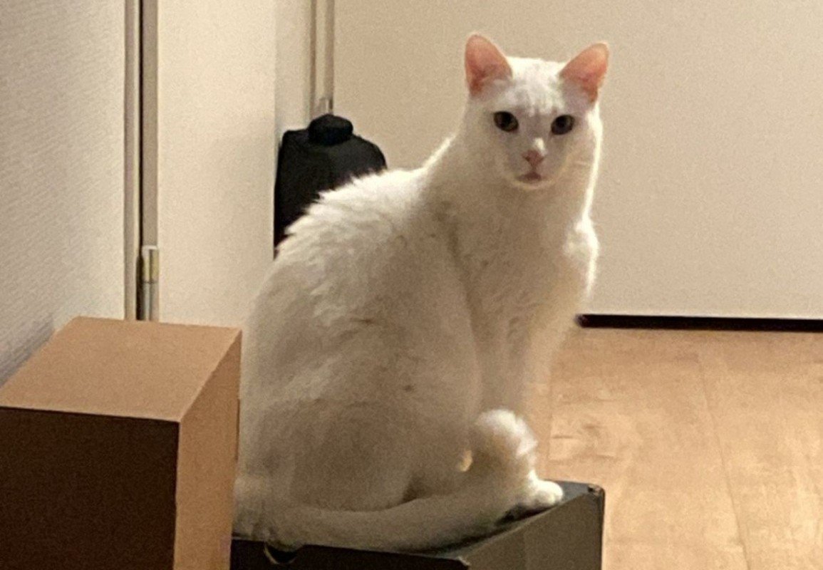 Pasha