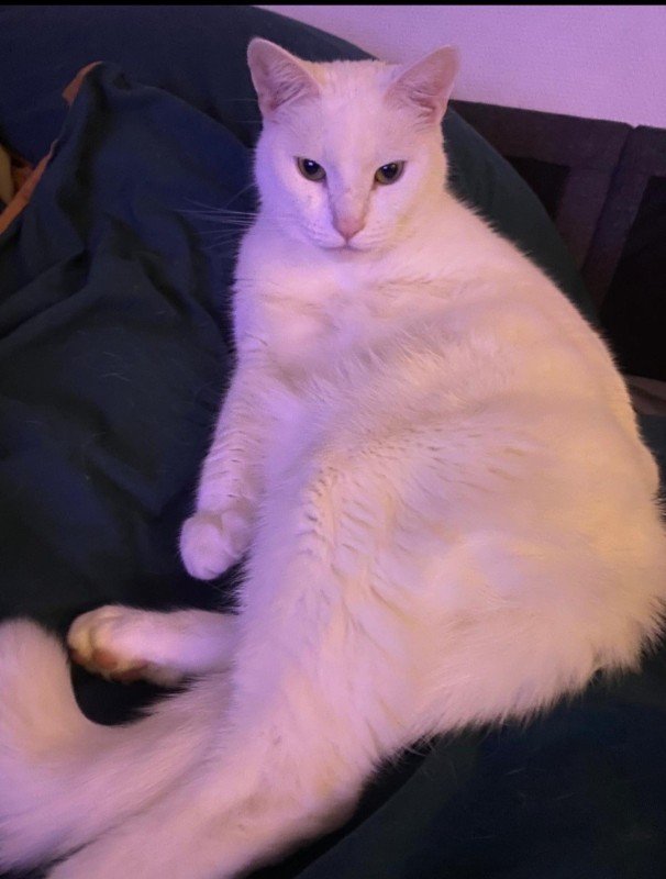 Pasha