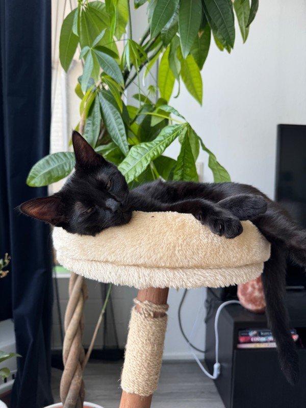 Anubis