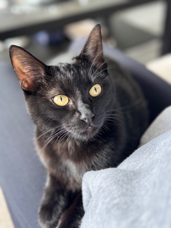 Anubis