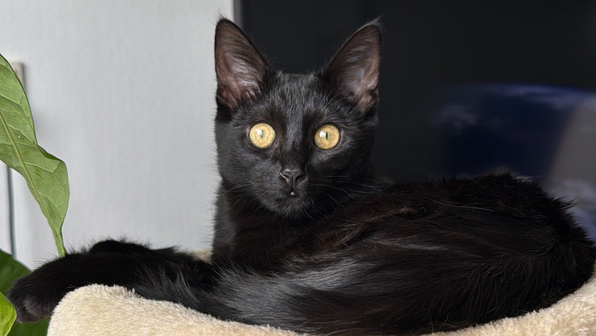Anubis