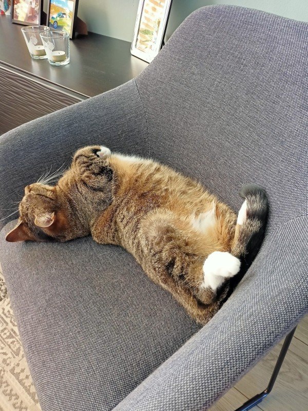Bo