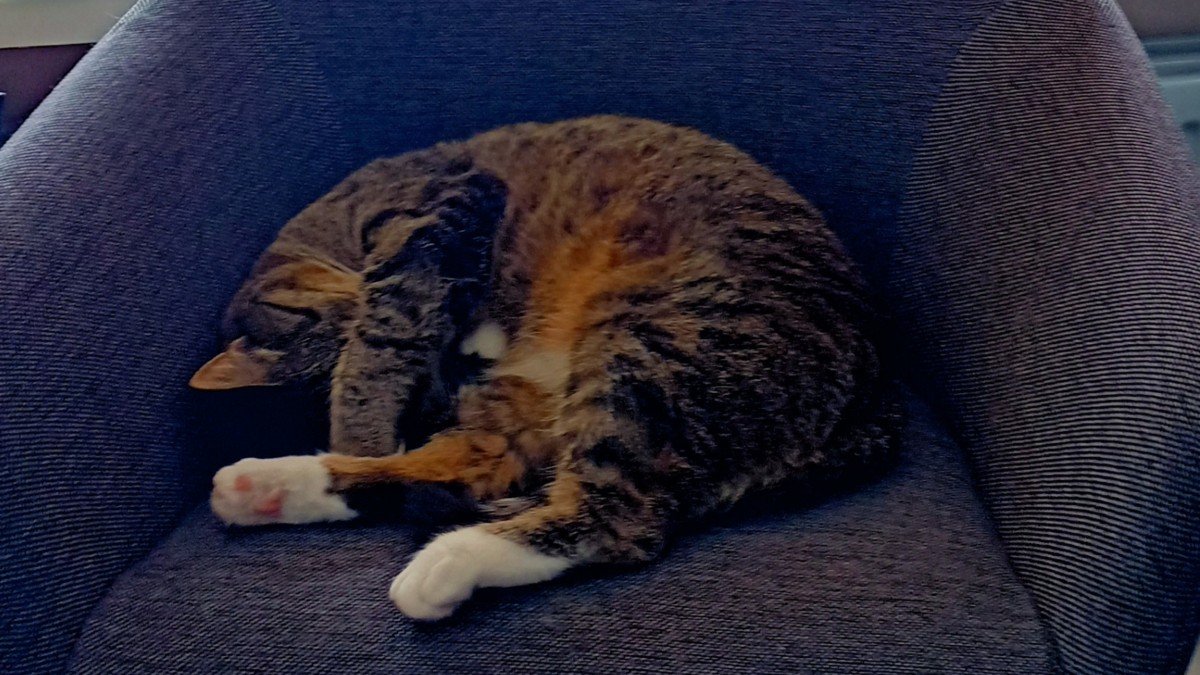 Bo