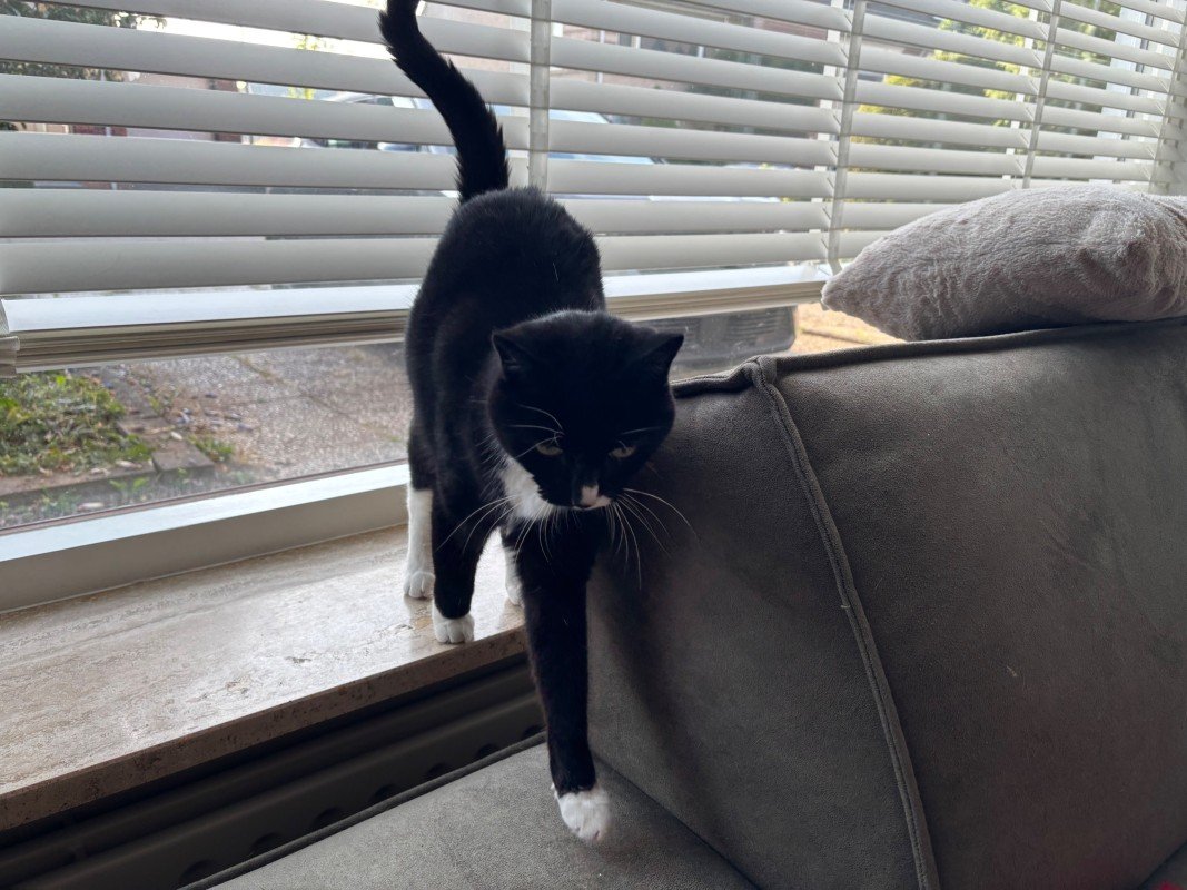 Pip
