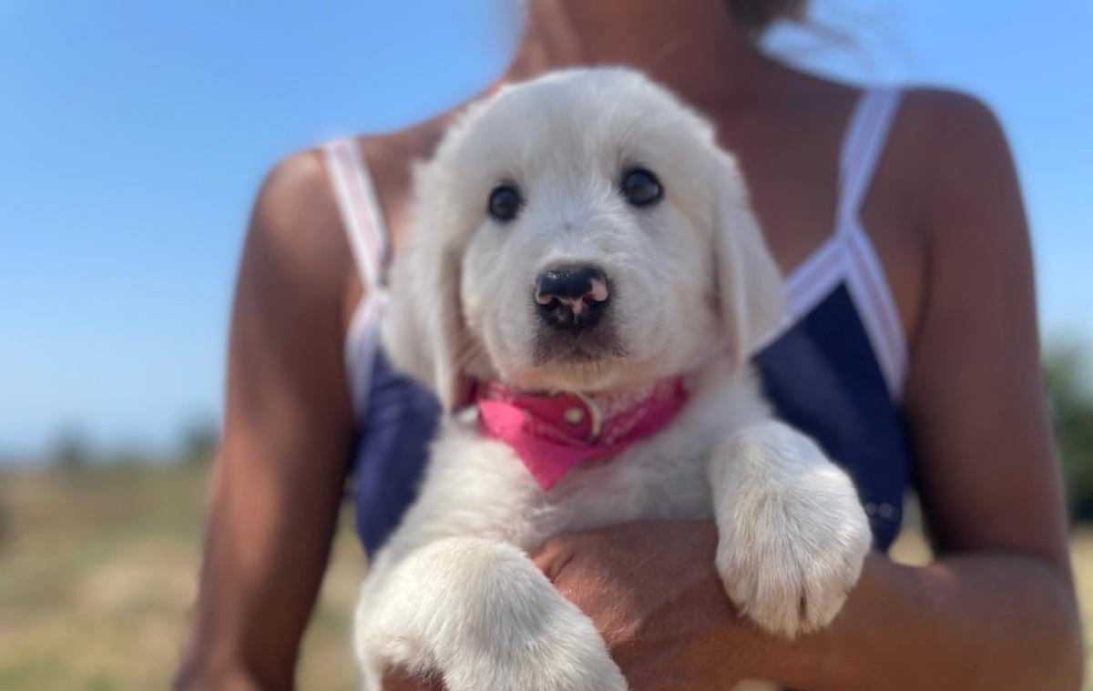 Polly