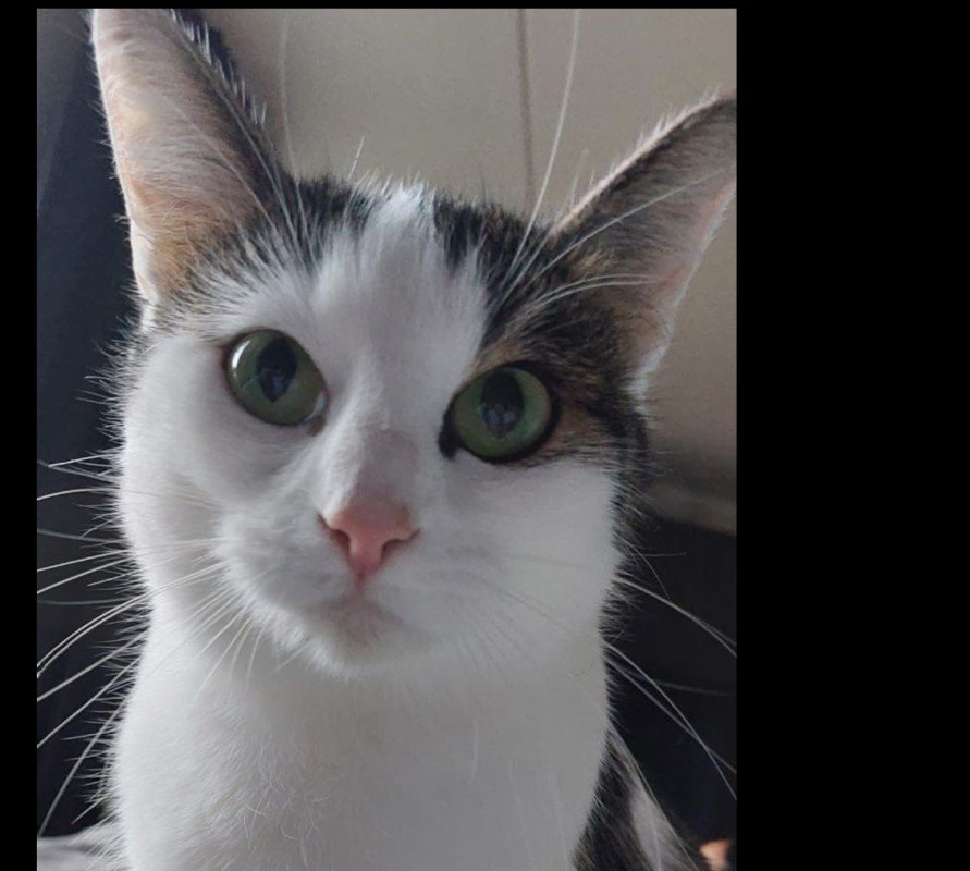 Niña