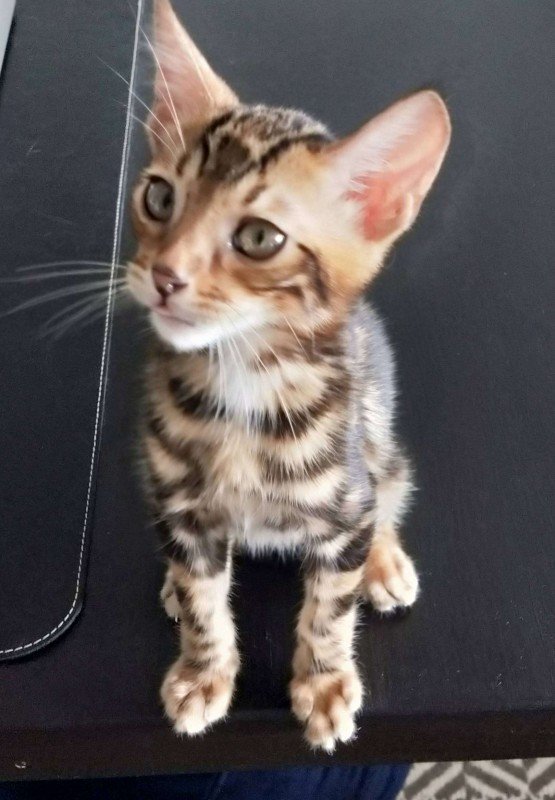 Tobi