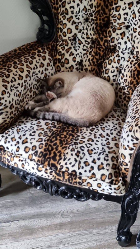 Muis