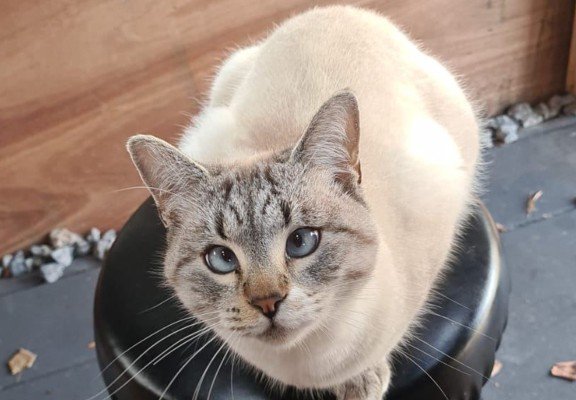 Muis