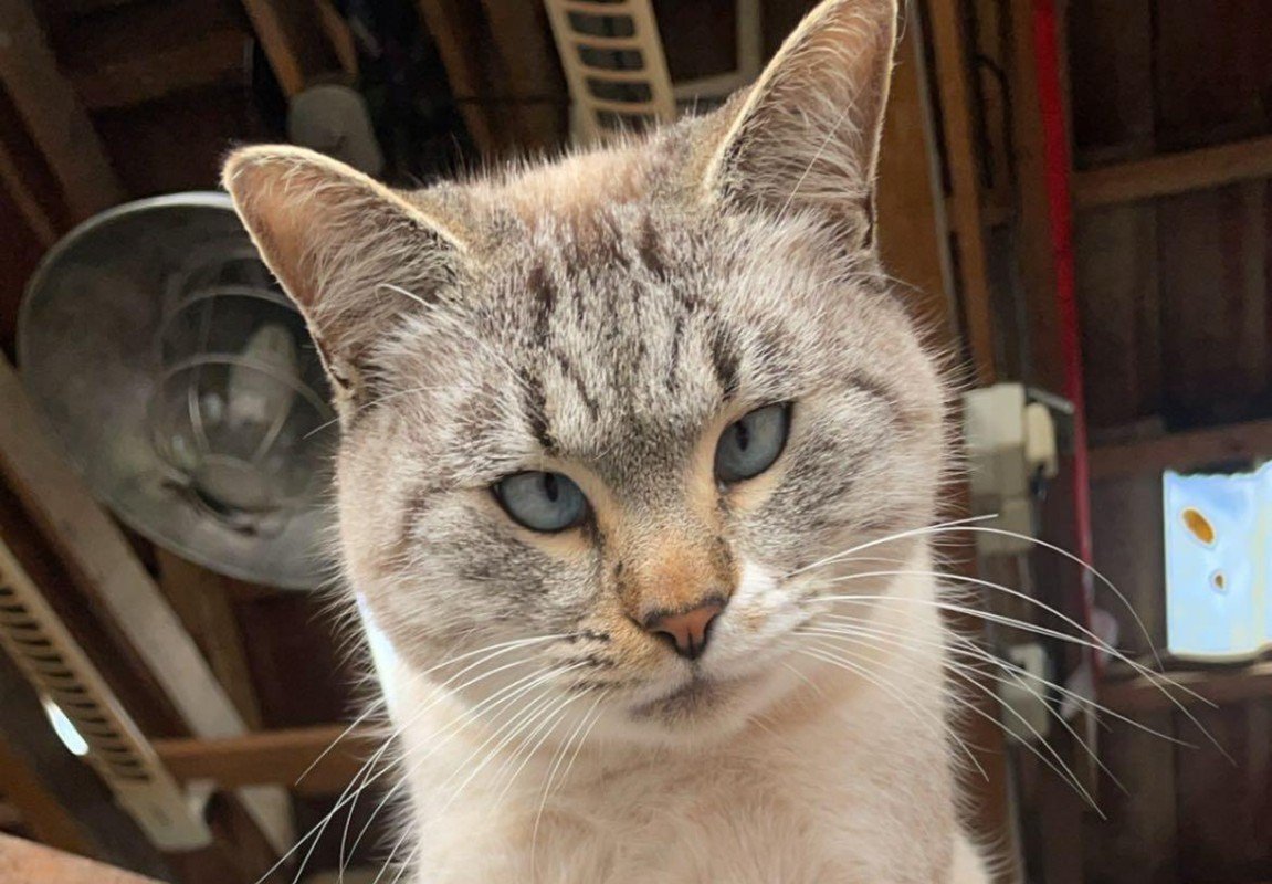 Muis