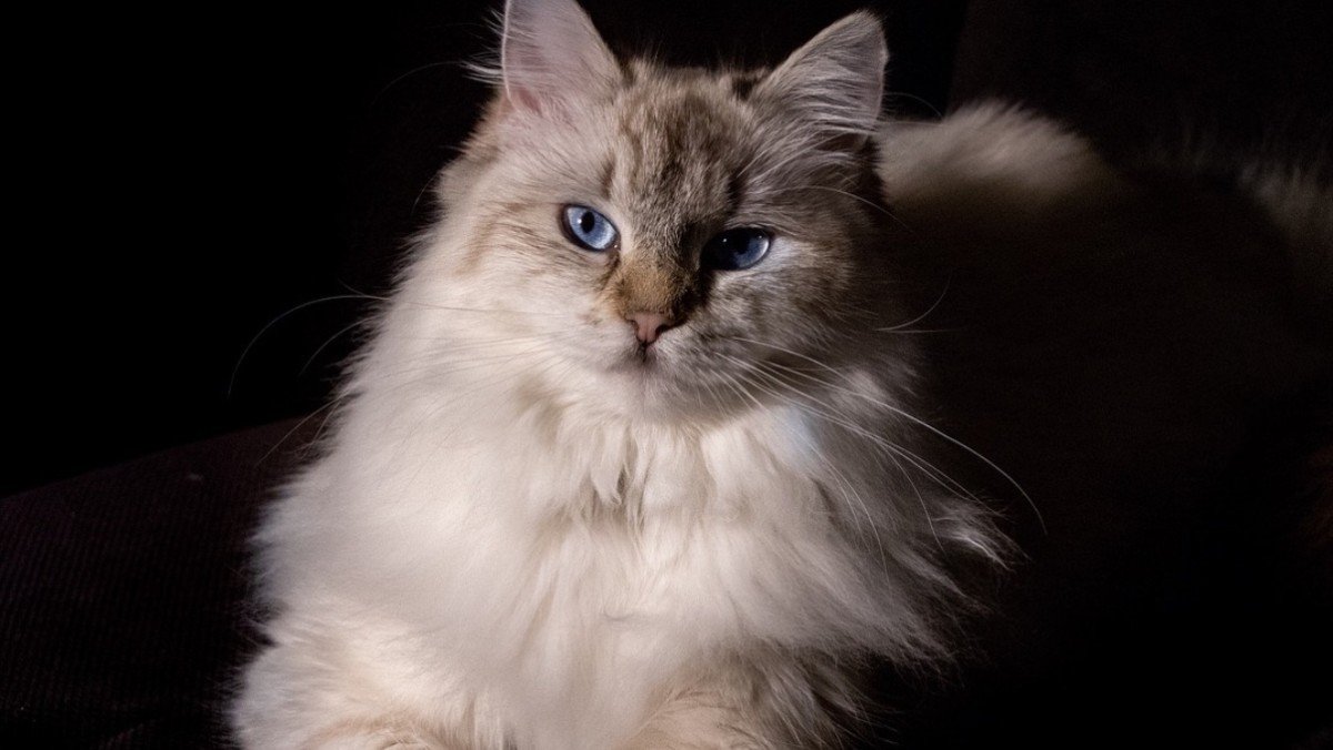 Bailey