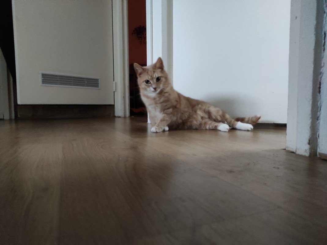Pepper
