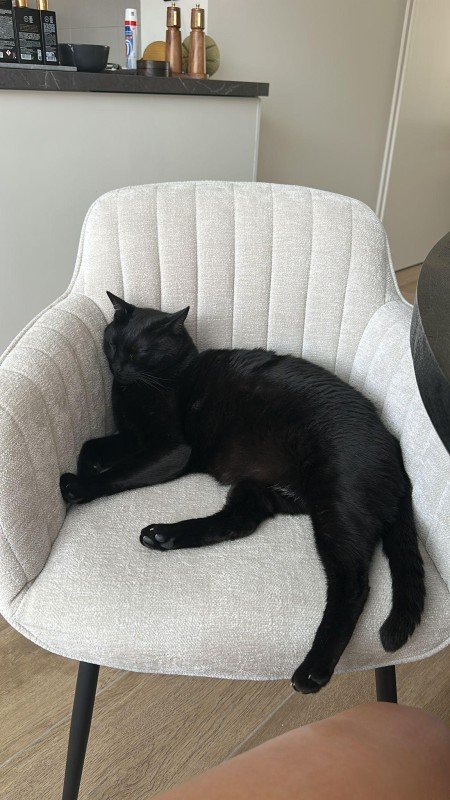 Bagheera