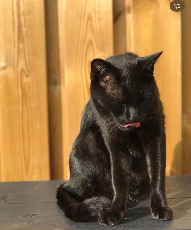 Bagheera