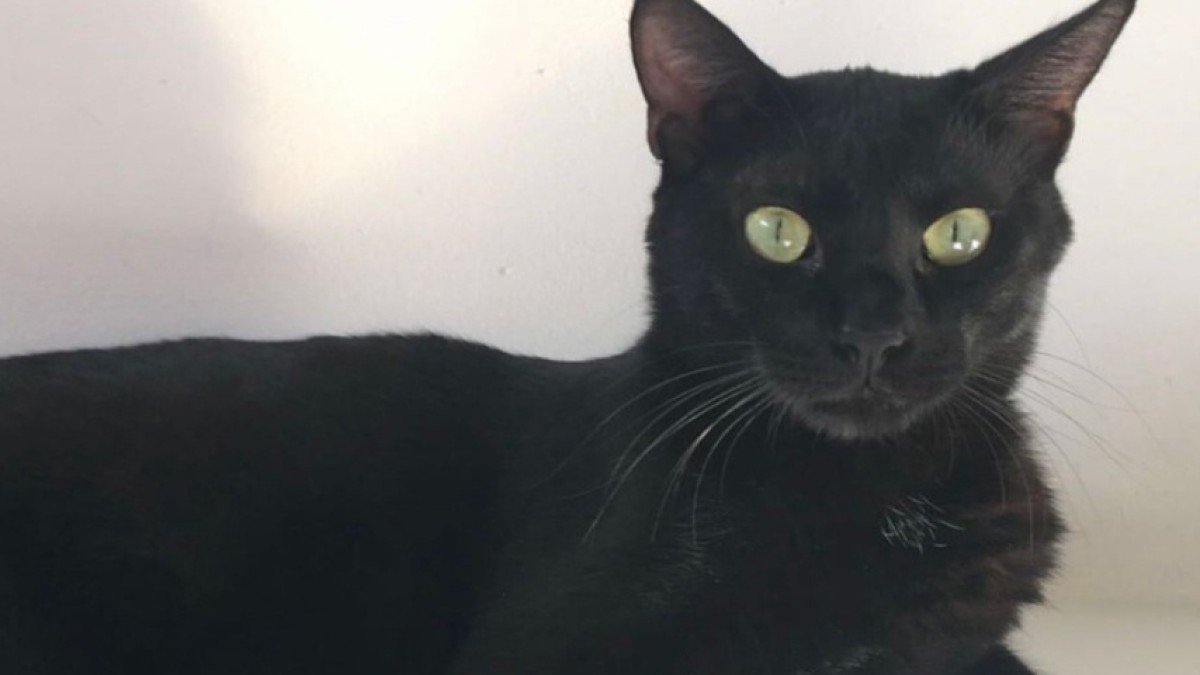 Bagheera