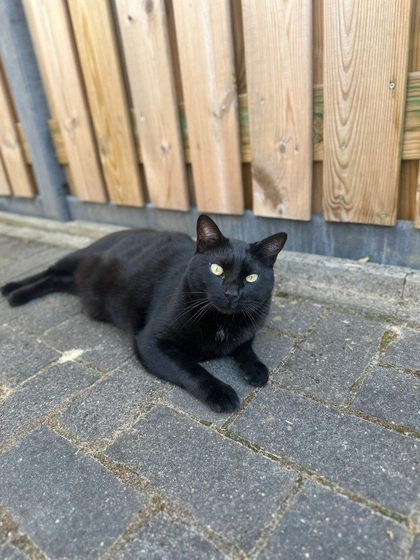 Bagheera