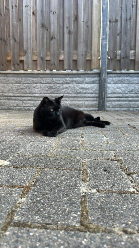 Bagheera