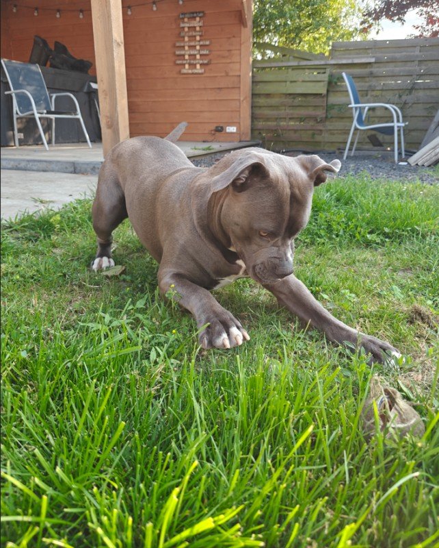 Odin