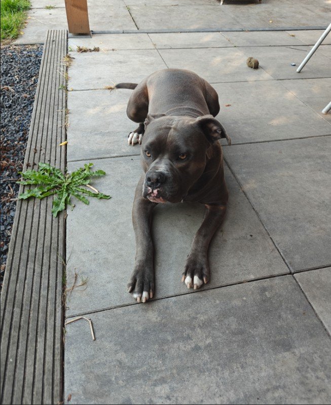 Odin
