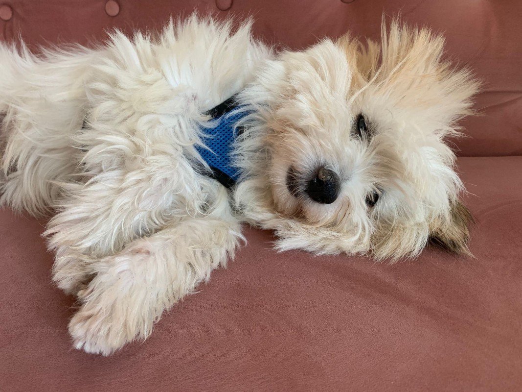 Prince