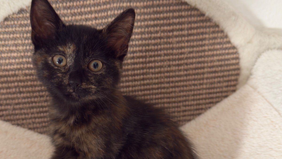 Choupette