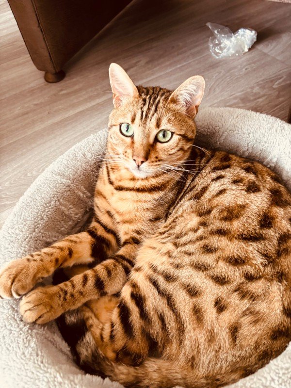 Ino