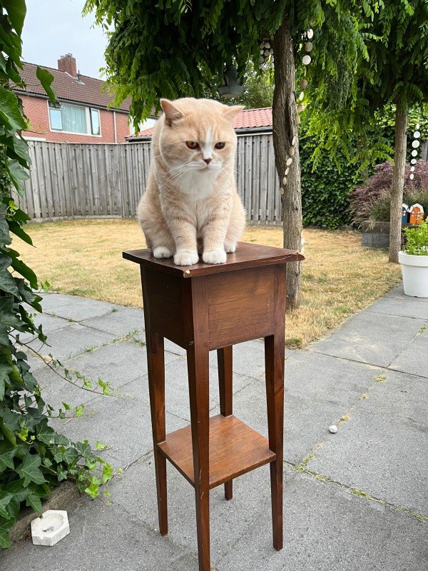 Otto