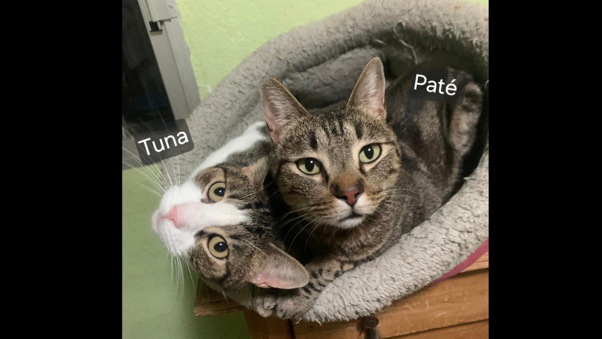 Paté