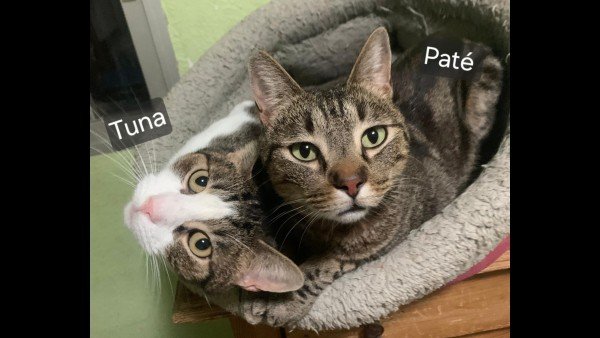 Tuna