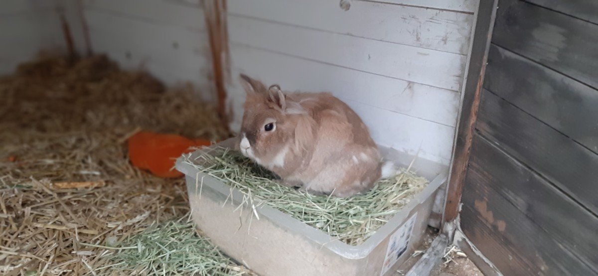 Lulu