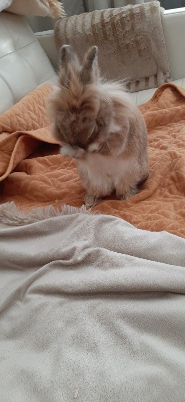 Lulu