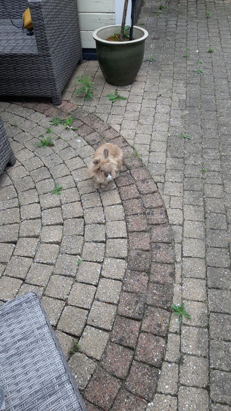 Lulu