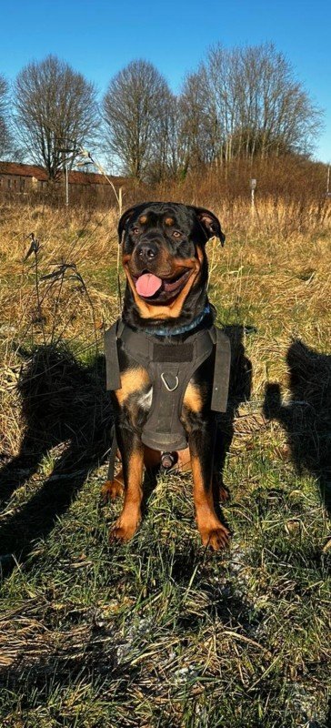 Odin