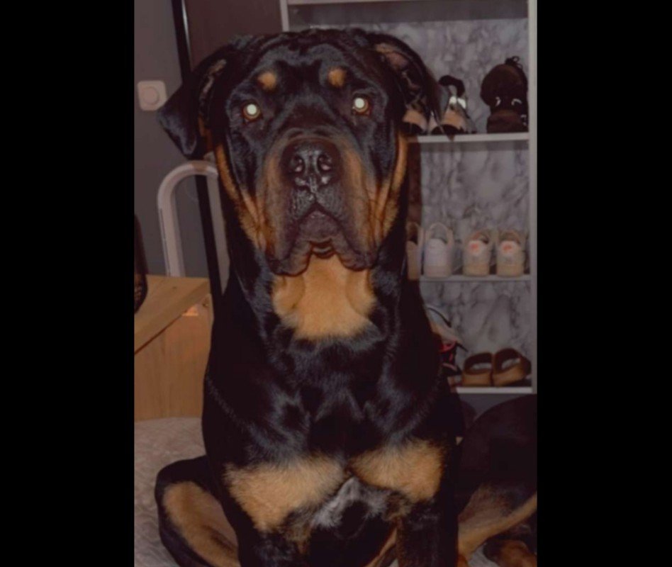 Odin