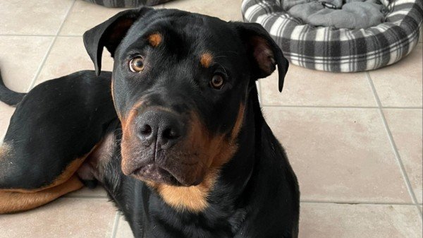 Odin
