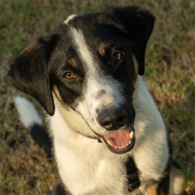 Maisy