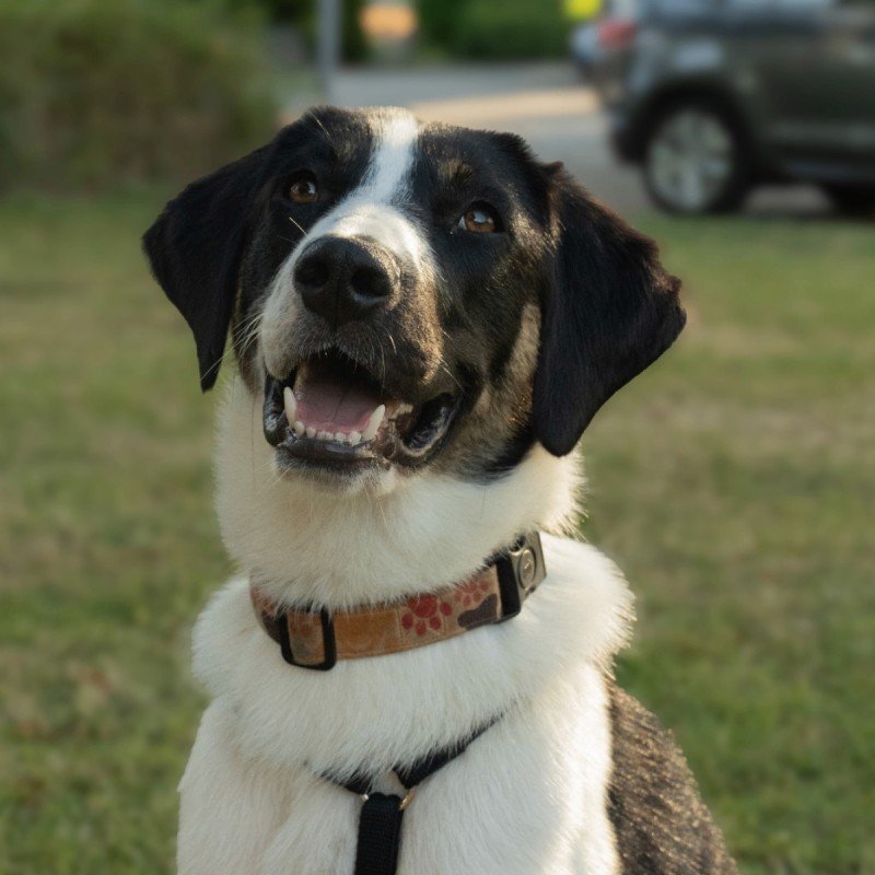 Maisy