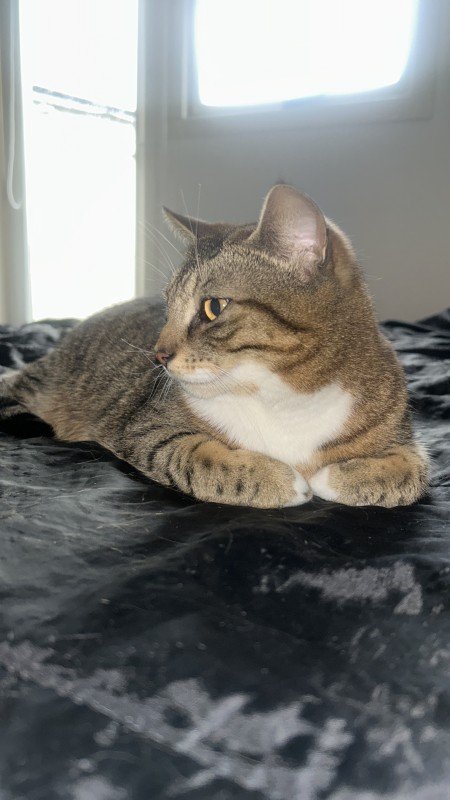 Nala