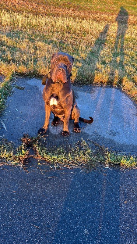 Cane
