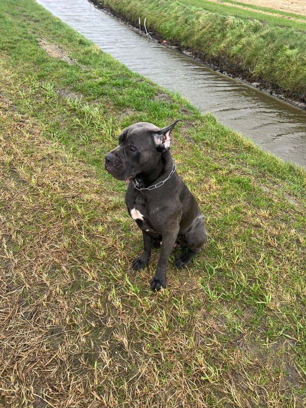 Cane