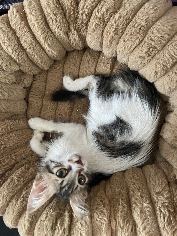 Pixie