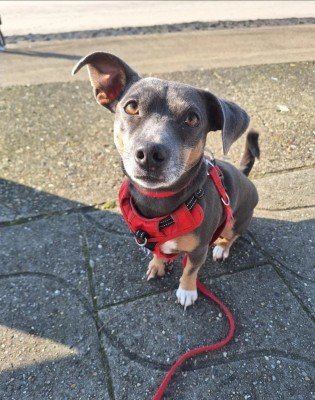 Guusje