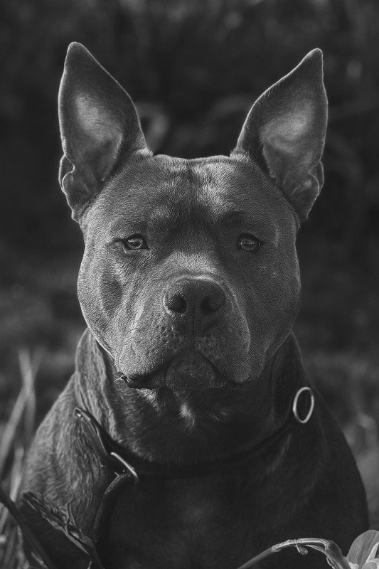 Tyson