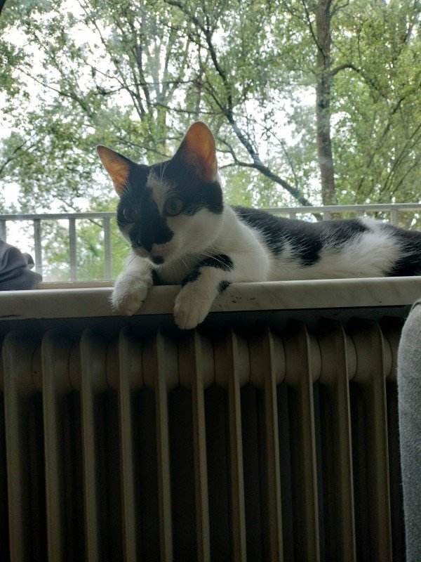 Clyde