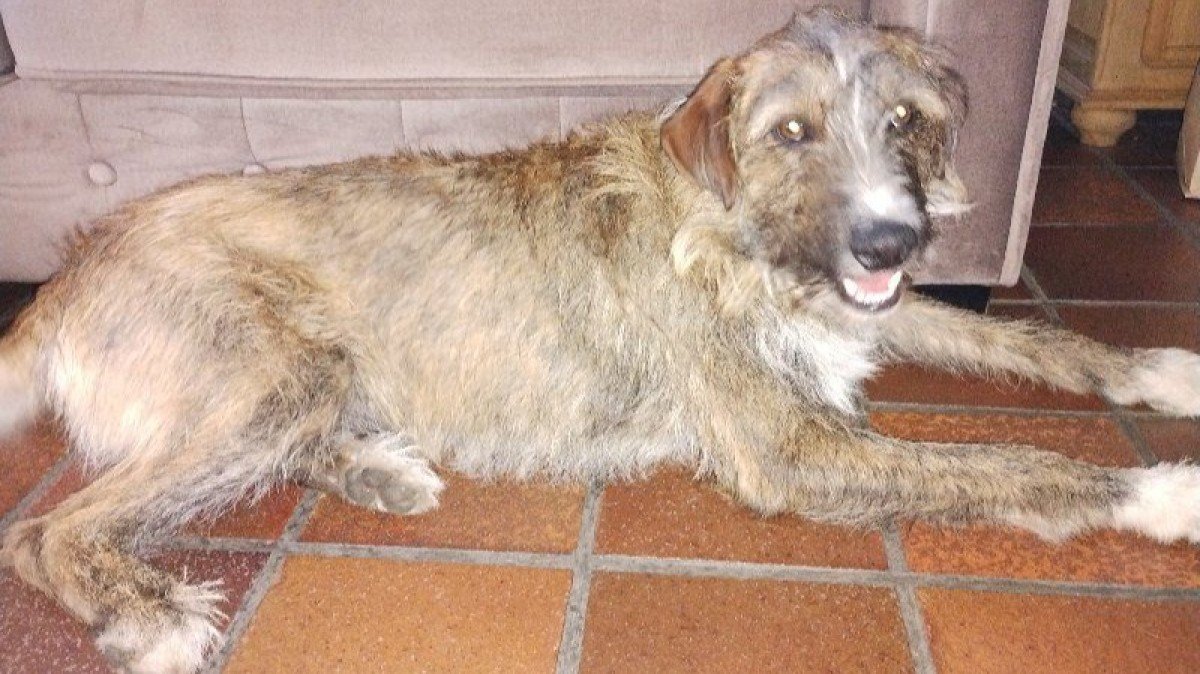 Polvorón