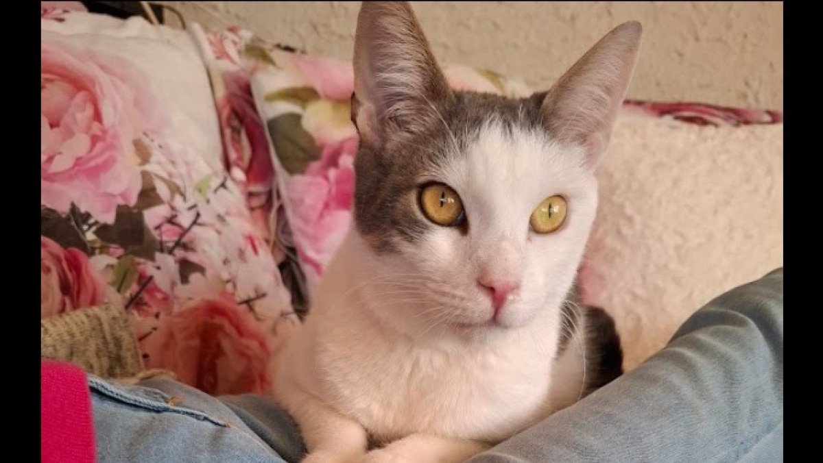 Benny