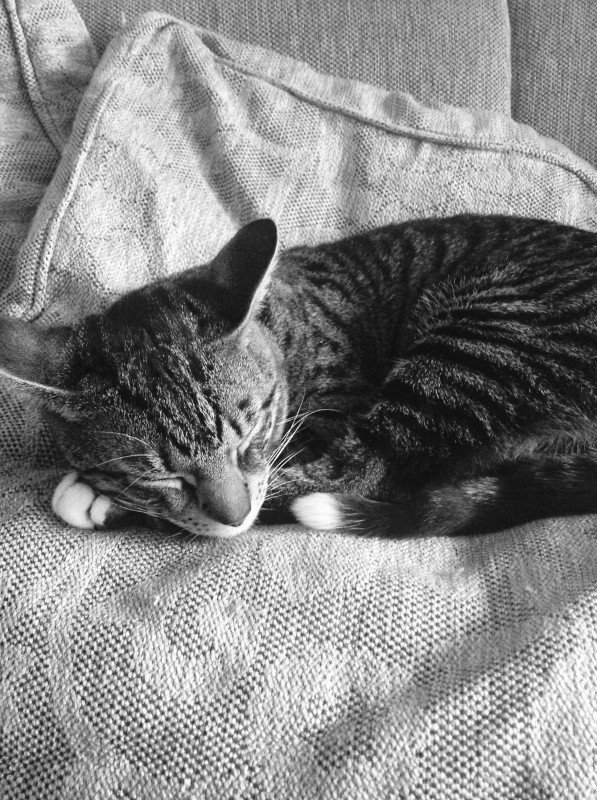 Noah